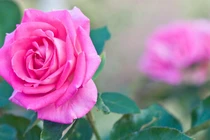 Người sinh ngày Âm lịch này sống khiêm nhường, nhiều phúc lộc