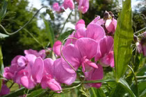 Vẻ đẹp của loài hoa có mùi thơm bậc nhất thế giới 