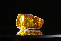 Nước trong viên hổ phách 99 triệu năm tuổi: Thấy gì dưới kính hiển vi?