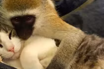 3 con giáp được quý nhân chỉ điểm, gặp thời vượng phát