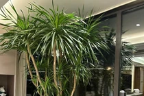 Loài cây nhà giàu mê mẩn, cải thiện phong thủy và tài vận