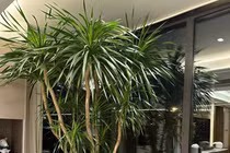 Loài cây nhà giàu mê mẩn, cải thiện phong thủy và tài vận