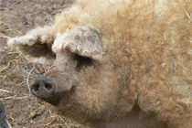 Giống lợn siêu hiếm, hồi sinh thần kỳ trên bờ vực tuyệt chủng