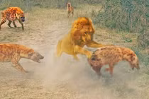 Video: Bị sư tử cắn ngang cổ, linh cẩu vẫn thoát chết thần kỳ