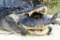 Loài rùa hiền lành nhưng lại là ác mộng đối với thú săn mồi 