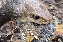 Rắn độc bị "tác động vật lý" vẫn khư khư ngậm đồ ăn 