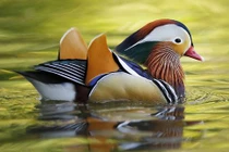 Ngắm bộ lông sặc sỡ của chim uyên ương