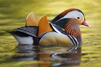 Ngắm bộ lông sặc sỡ của chim uyên ương