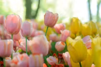 3 con giáp tài ba, quyết đoán, nỗ lực hết mình