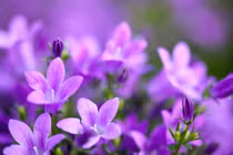 3 con giáp đón Tết Giáp Thìn tưng bừng, no đủ