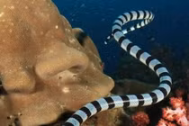 Thực hư rắn biển xuất hiện ở đảo Phú Quý