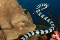 Thực hư rắn biển xuất hiện ở đảo Phú Quý