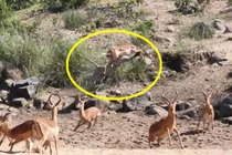 Clip: Kỹ năng săn mồi tuyệt đỉnh của báo hoa mai 