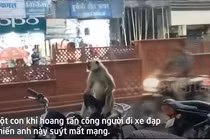 Video: Khỉ hoang tấn công, người đi xe đạp suýt mất mạng
