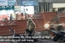 Video: Khỉ hoang tấn công, người đi xe đạp suýt mất mạng