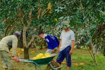 Lũ rút, người dân Hà Tĩnh vội vàng thu hoạch bưởi đặc sản