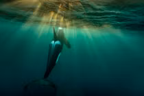 Sinh vật mà cá mập cũng sợ tấn công tàu thuyền vì "đu trend"?