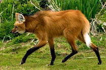 Độc đáo loài chó thích ăn quả, sở hữu đôi chân dài 