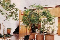 4 vị trí đặt cây phong thủy tăng tài vượng lộc, xua vận đen