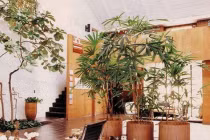 4 vị trí đặt cây phong thủy tăng tài vượng lộc, xua vận đen