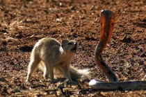 Kinh hoàng đối đầu giữa cầu Măng-gút và rắn hổ mang