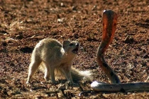 Kinh hoàng đối đầu giữa cầu Măng-gút và rắn hổ mang