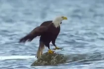 Cậy mạnh, 'chúa tể bầu trời' bẽ mặt khi chạm trán loài cua