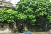 Cổ nhân dạy trước nhà trồng cây to, gia đạo lao dốc