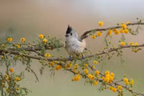 Sinh tháng Âm lịch này có sự nghiệp vững vàng, tương lai rực rỡ