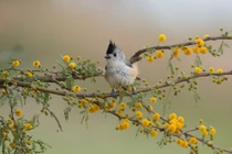 Sinh tháng Âm lịch này có sự nghiệp vững vàng, tương lai rực rỡ