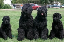 Giống chó quý hiếm được Nga dùng trong nhiệm vụ quân sự đặc biệt 