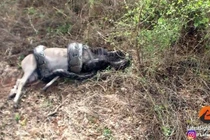 Loài trăn lớn nhất châu Phi phải trả cái giá quá đắt vì ăn