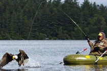 Đại bàng hói tinh ranh trộm cá của ngư dân