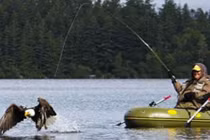 Đại bàng hói tinh ranh trộm cá của ngư dân