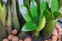 Trong nhà có 4 loài cây này nở hoa chứng tỏ điềm lành