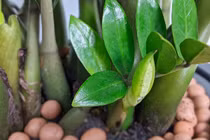 Trong nhà có 4 loài cây này nở hoa chứng tỏ điềm lành