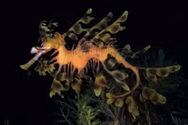 Những sự thật thú vị về đại dương có thể bạn chưa biết