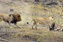 Video: Pha xử lý của sư tử đực khiến cả đàn mất ăn 