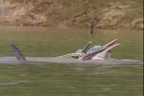 Cá heo ngoạm xác quái vật đầm lầy Amazon