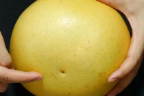 Mua bưởi nên chọn quả nhọn hay tròn là ngon nhất?
