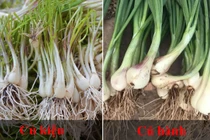 Củ hành và củ kiệu khác nhau thế nào? 