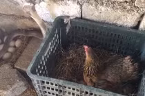 Video: Gà mẹ "tử chiến" với rắn hổ mang để bảo vệ ổ trứng