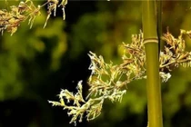 Người xưa dặn, tre trúc trước nhà nở hoa là tai ương sắp tới