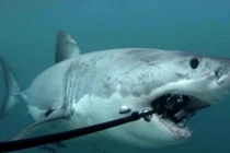 Có thật là cá mập thích cắn cáp quang biển?