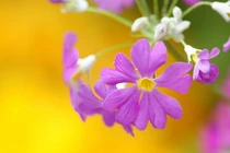 3 con giáp luôn biết cách làm giàu, hậu vận ắt no đủ