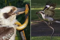 Đụng nhầm rắn độc, chim bói cá bản địa Úc suýt nhận kết "đắng"