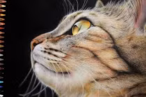 4 tuổi này khi trẻ long đong, sau 40 phất lên như vũ bão