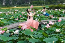 Đầm sen Ninh Bình nở rộ tuyệt đẹp, trăm người đổ về chụp ảnh