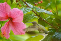 Tháng cuối năm 2022, 4 con giáp thành công, năm mới càng giàu