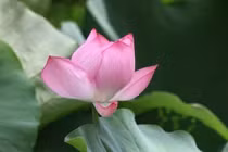 Sinh trúng 4 ngày này, có căn phú quý, cả đời giàu sang 